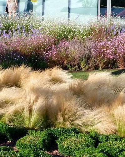 Ковыль перистый Stipa pennata