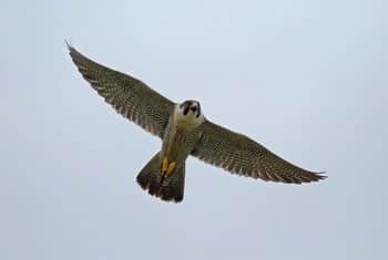 Сапсан Falco peregrinus