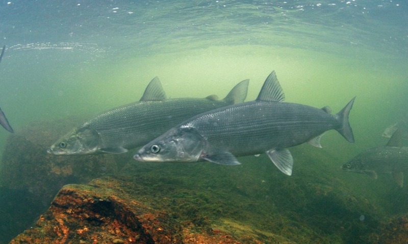 Нельма (подвид нельма) Stenodus leucichthys nelma