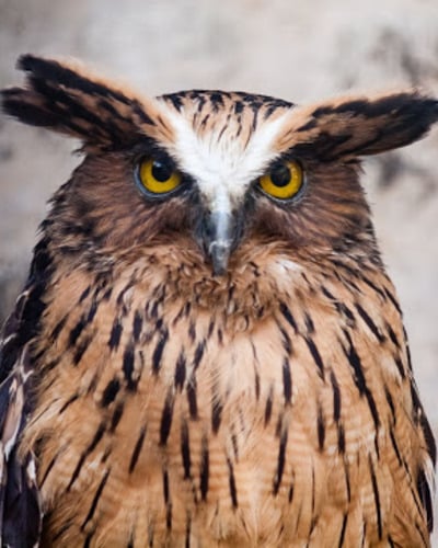 Филин Bubo bubo