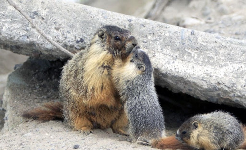Тарбаган (монгольский сурок) Marmota sibirica