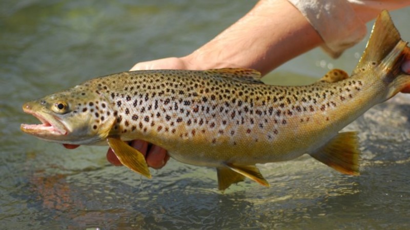 Кумжа (черноморский п/вид, проходная форма) Salmo trutta labrax
