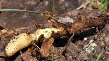 Диоскорея кавказская Dioscorea caucasica