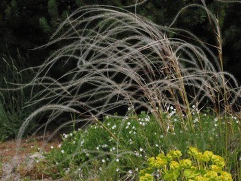 Ковыль красивейший Stipa pulcherrima