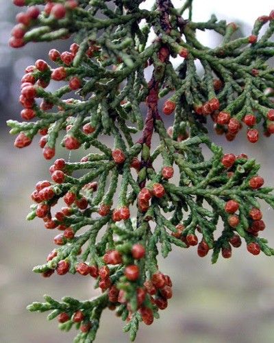 Можжевельник прибрежный Juniperus conferta