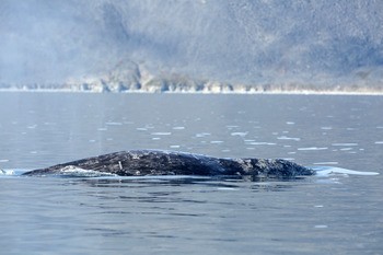 Серый кит (охотско-корейская популяция) Eschrichtius robustus (Ohotsko-Koreana population)
