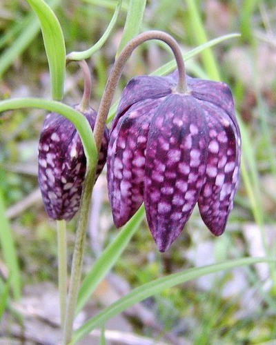 Рябчик шахматный Fritillaria meleagris