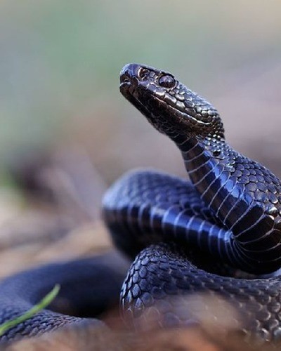 Гадюка Никольского Vipera nikolskii