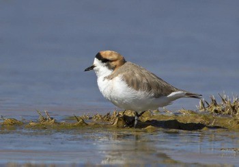 Уссурийский зуек Charadrius placidus