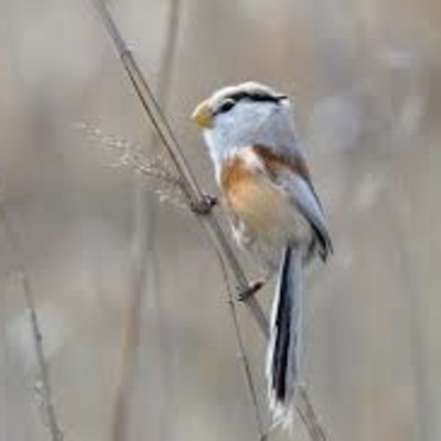Тростниковая сутора Paradoxornis polivanovi