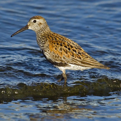 Чернозобик (балтийский п/вид) Calidris alpina schinzii