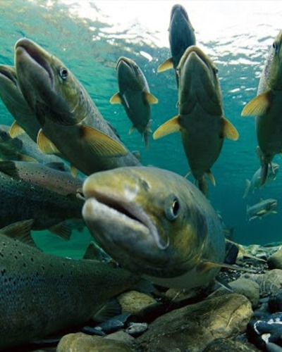 Кумжа (каспийский п/вид, проходная форма) Salmo trutta caspius