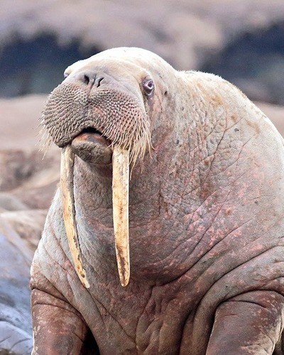 Морж (атлантический п/вид) Odobenus rosmarus rosmarus