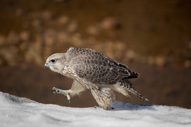 Кречет Falco rusticolus