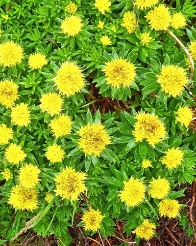 Родиола розовая (за исключением популяций Алтайского и Красноярского к Rhodiola rosea