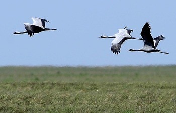 Стерх (якутская популяция) Grus leucogeranus (jakutsk population)