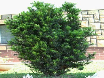 Тис ягодный Taxus baccata