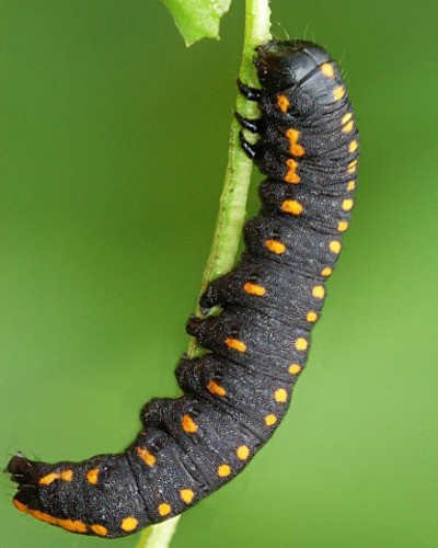 Мнемозина Parnassius mnemosyne