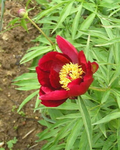 Пион тонколистный Paeonia tenuifolia