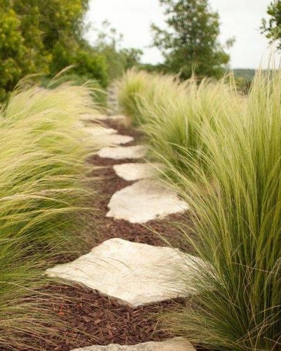 Ковыль перистый Stipa pennata