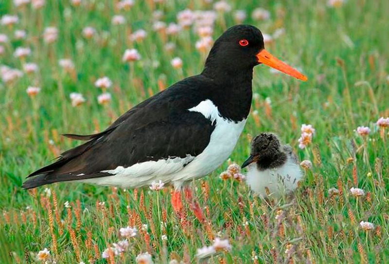 Кулик-сорока (дальневосточный п/вид) Haematopus ostralegus osculans