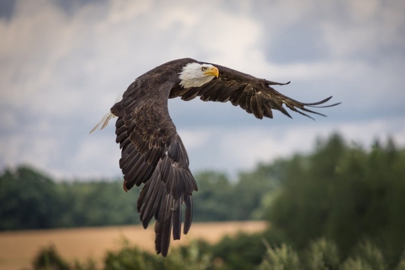 Орлан-белохвост Haliaeetus albicilla