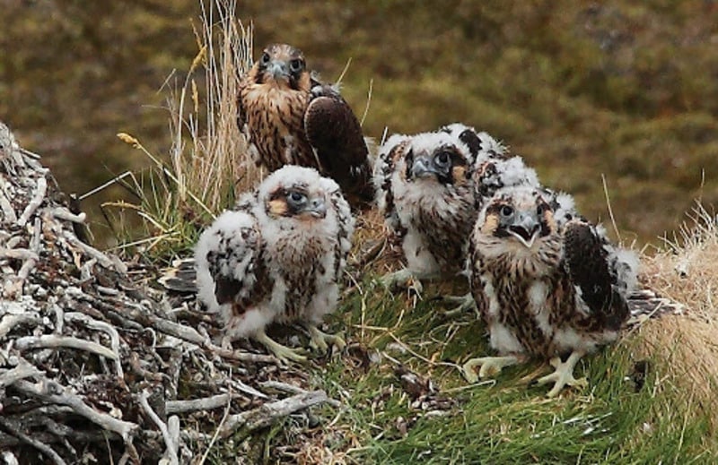 Сапсан Falco peregrinus