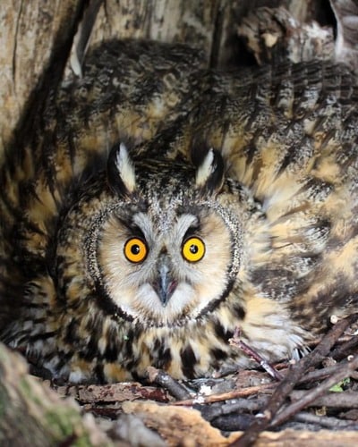 Филин Bubo bubo