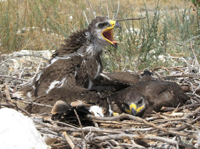 Беркут Aquila chrysaetos