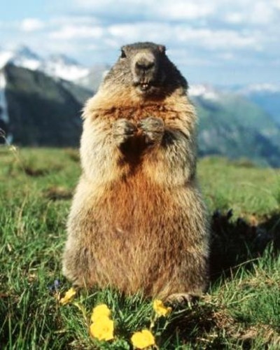 Тарбаган (монгольский сурок) Marmota sibirica