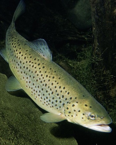 Кумжа (черноморский п/вид, проходная форма) Salmo trutta labrax