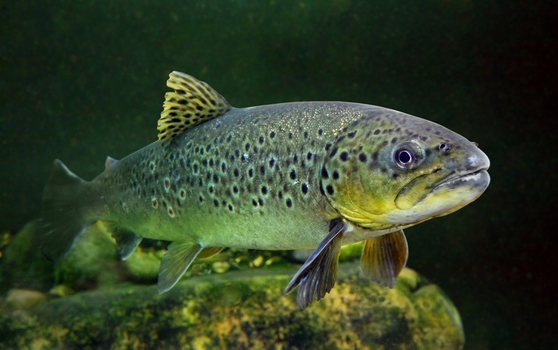 Кумжа (черноморский п/вид, проходная форма) Salmo trutta labrax
