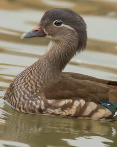 Мандаринка Aix galericulata
