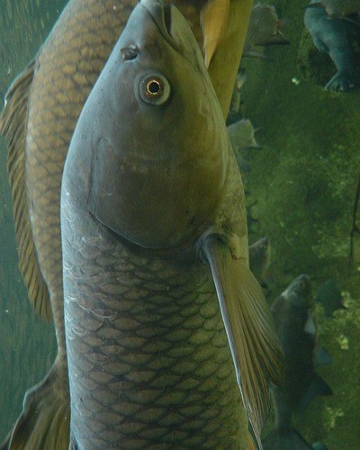 Черный амур Mylopharyngodon piceus (aboriginal populations)