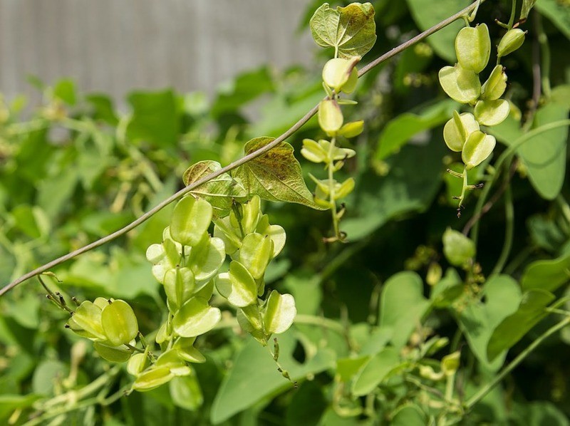 Диоскорея кавказская Dioscorea caucasica