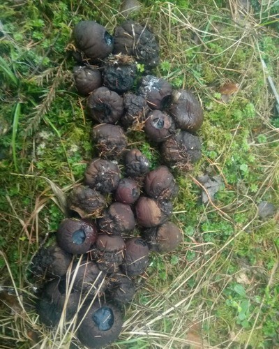 Саркосома шаровидная Sarcosoma globosum