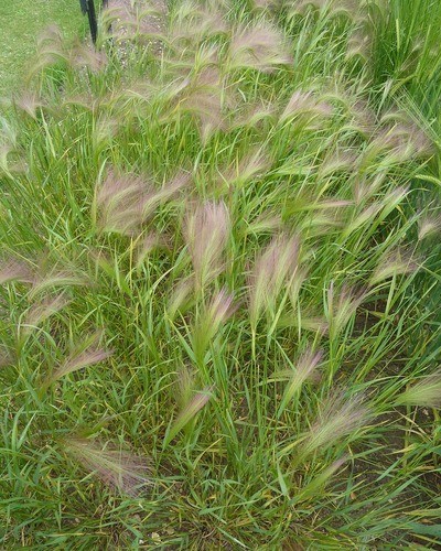 Ковыль красивейший Stipa pulcherrima