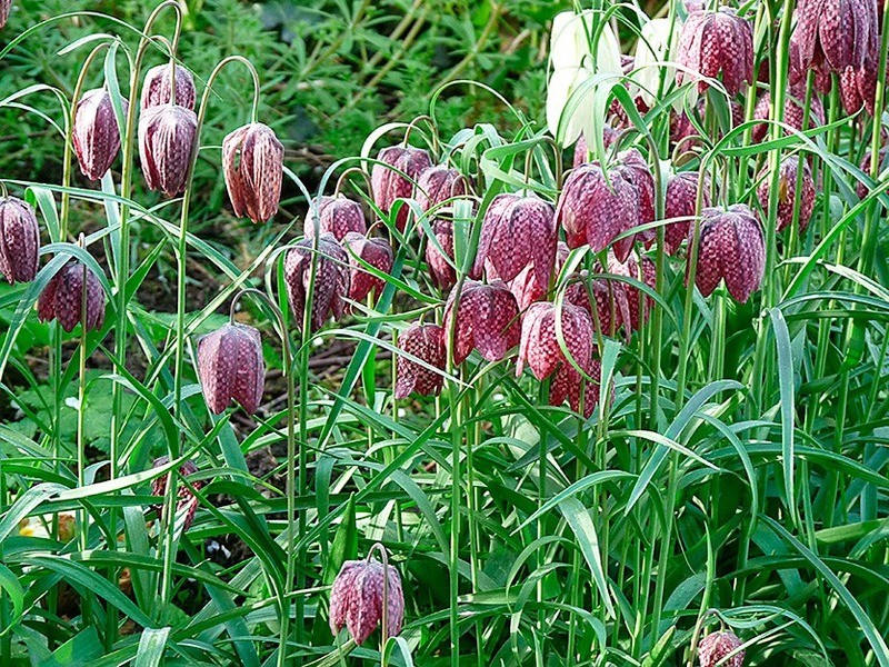 Рябчик русский Fritillaria ruthenica