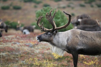 Северный олень (новоземельский пвид) Rangifer tarandus pearsoni