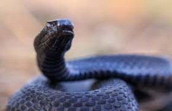 Гадюка Никольского Vipera nikolskii