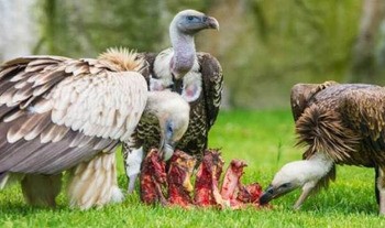 Белоголовый сип Gyps fulvus