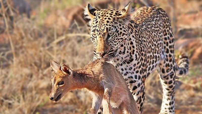 Леопард Panthera pardus