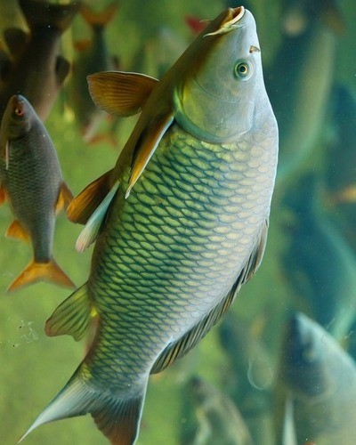 Вырезуб Rutilus frisii frisii
