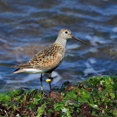 Чернозобик (балтийский п/вид) Calidris alpina schinzii