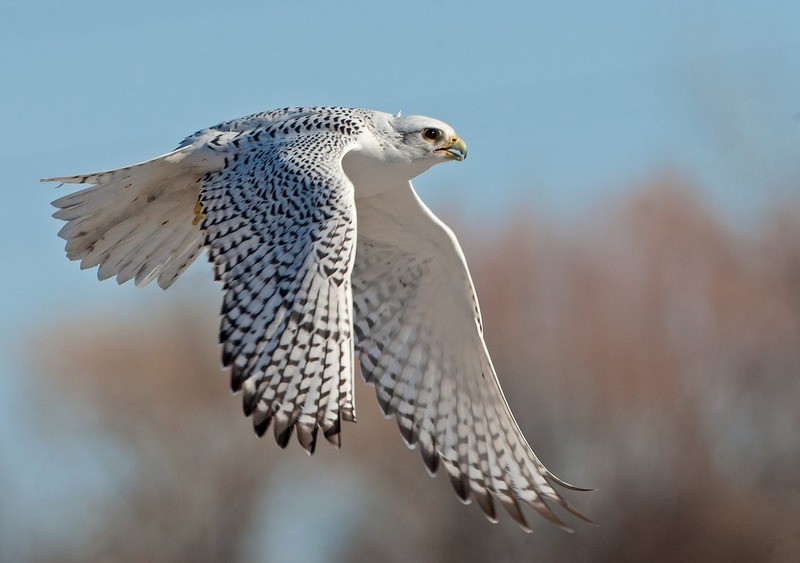 Кречет Falco rusticolus