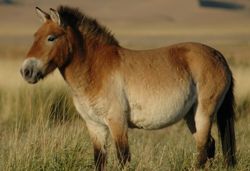 Лошадь Пржевальского Equus przewalskii