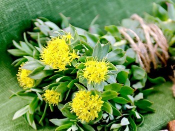 Родиола розовая (за исключением популяций Алтайского и Красноярского к Rhodiola rosea