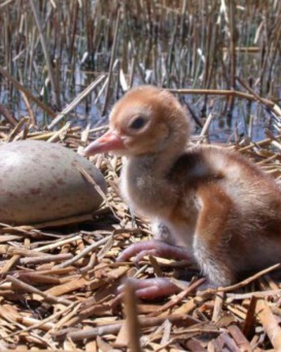 Стерх (якутская популяция) Grus leucogeranus (jakutsk population)
