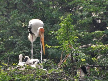 Стерх (обская популяция) Grus leucogeratus (obsk population)