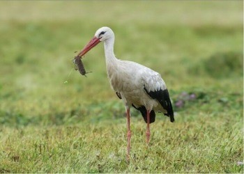 Стервятник Neophron percnopterus